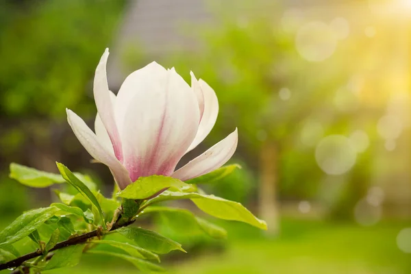 Una Flor Rosa Una Rama Magnolia Floreciente Cerca Aire Libre — Foto de Stock