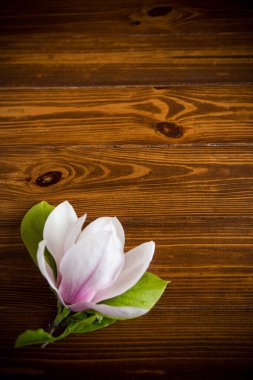 Çiçek açan manolya dalında bir pembe çiçek, ahşap bir masada yakın plan.