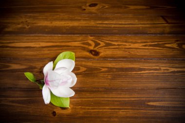 Çiçek açan manolya dalında bir pembe çiçek, ahşap bir masada yakın plan.