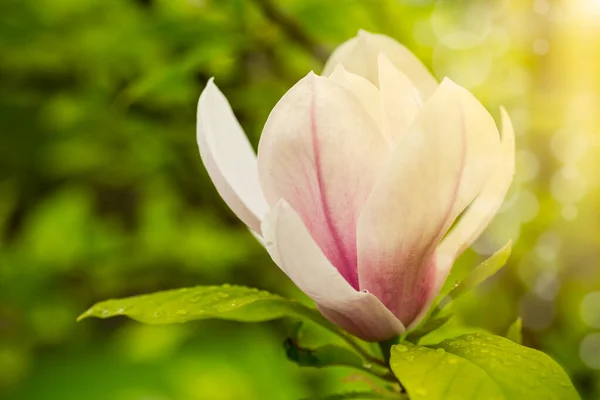 Eine Rosa Blume Auf Einem Zweig Blühender Magnolien Nahaufnahme Freien — Stockfoto