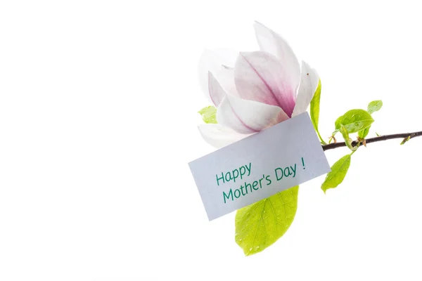 Jeden Różowy Kwiat Gałęzi Kwitnącej Magnolii Zbliżyć Izolowane Białym Tle — Zdjęcie stockowe