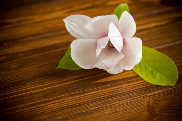 Uma Flor Rosa Ramo Magnólia Florescente Close Uma Mesa Madeira — Fotografia de Stock