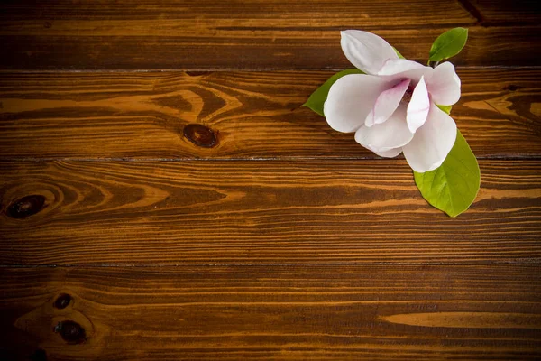 一朵粉红色的花在盛开的木兰花枝条上 特写在一张木制桌子上 — 图库照片