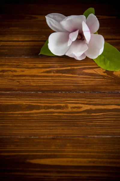 Rosa Blomma Gren Blommande Magnolia Närbild Ett Träbord — Stockfoto