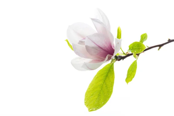 Eine Rosa Blume Auf Einem Zweig Blühender Magnolie Nahaufnahme Isoliert — Stockfoto