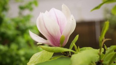 Çiçek açan manolya dalında bir pembe çiçek.