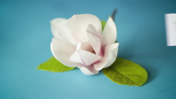 One pink flower on a branch of blooming magnolia close up — Stock Video