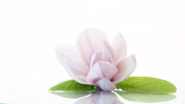 Çiçek açan manolya dalında bir pembe çiçek. Yaklaş.