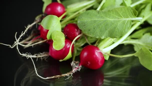 Fresh natural organic ripe radish on black background — Stock Video