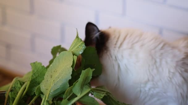 Een jonge Ragdoll kat die verse kruiden eet uit een vergiet — Stockvideo