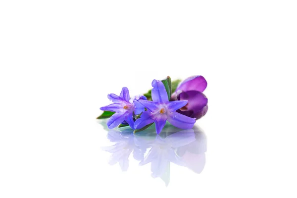 Early spring purple flowers crocuses on white background — Stock Photo, Image