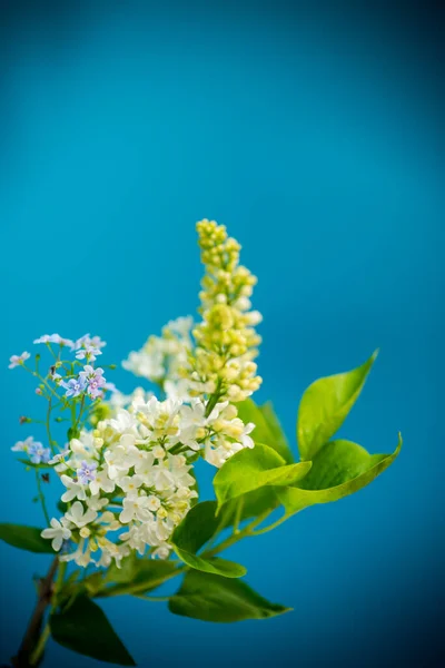 Bouquet of branches of spring blooming white lilac — Stock Photo, Image