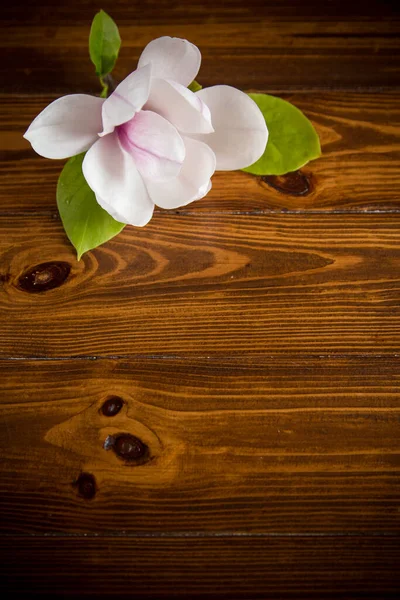 Tahta bir masanın üzerinde çiçek açan manolya dalında bir pembe çiçek. — Stok fotoğraf