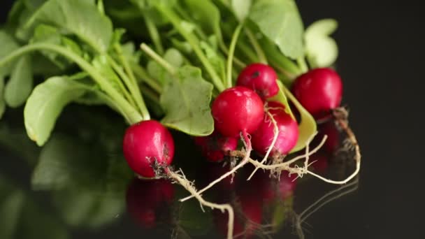 Fresh natural organic ripe radish on black background — Stock Video