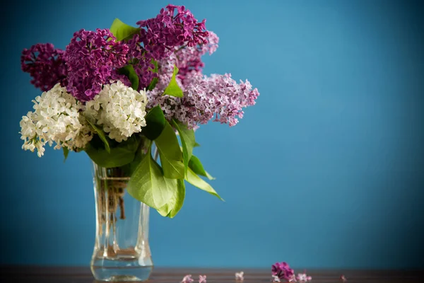 在蓝色底色的花瓶里放着一束不同开花的春天丁香花 — 图库照片