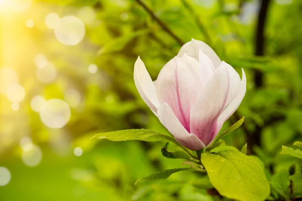 Jeden Różowy Kwiat Gałęzi Kwitnącej Magnolii Zbliżenie Zewnątrz Zdjęcia Stockowe bez tantiem