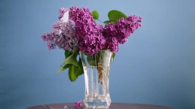 Mavi arka planda vazoda çiçek açan farklı bahar leylaklarından bir buket