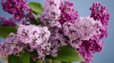 Mavi arka planda vazoda çiçek açan farklı bahar leylaklarından bir buket