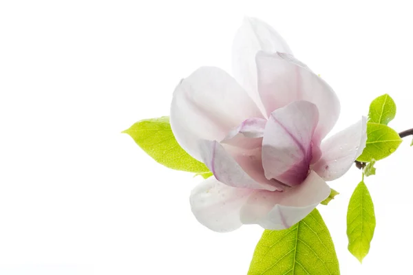 One Pink Flower Branch Blooming Magnolia Close Isolated White Background — Stock Photo, Image