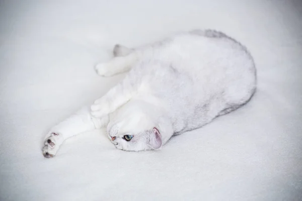 Kucing Dewasa Berkembang Biak Chinchilla Skotlandia Dengan Telinga Lurus Tidur — Stok Foto