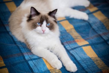 Genç, sağlıklı, güzel, safkan Ragdoll kedisi, evinde.
