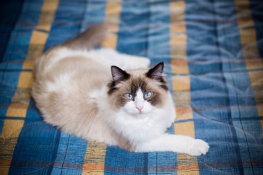 Genç, sağlıklı, güzel, safkan Ragdoll kedisi, evinde.