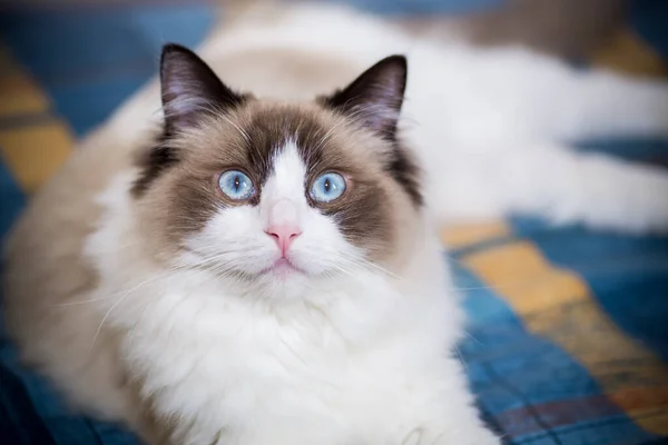 Jonge Gezonde Mooie Rasechte Ragdoll Kat Thuis — Stockfoto