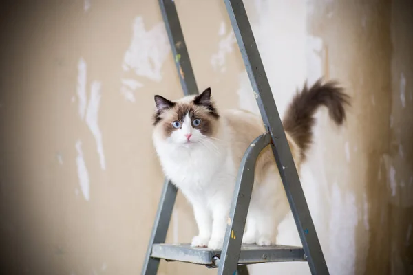 Χαριτωμένο Σπίτι Ragdoll Γάτα Μια Σκάλα Κατασκευής Περιμένει Για Μια — Φωτογραφία Αρχείου