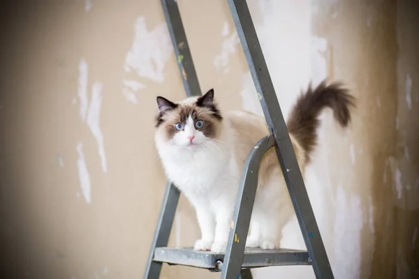 Mignon Chat Domestique Ragdoll Sur Une Échelle Construction Attendant Une — Photo