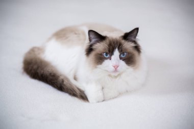 Genç, sağlıklı, güzel, safkan Ragdoll kedisi, evinde.