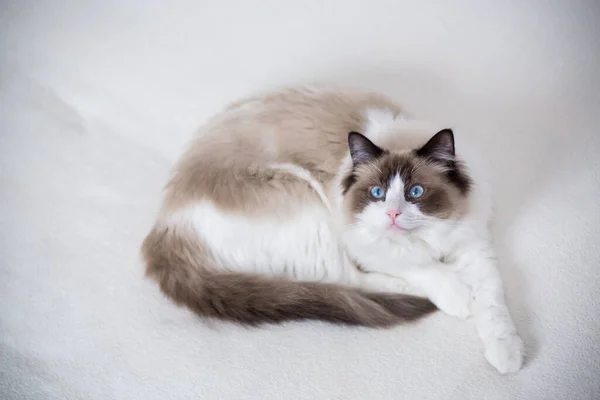 Jovem Saudável Bonito Puro Sangue Ragdoll Gato Casa — Fotografia de Stock