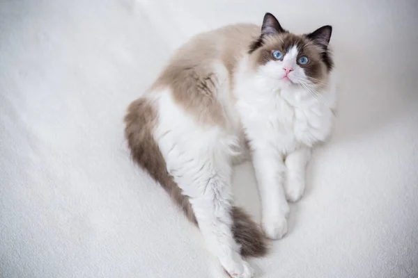 Молодая Здоровая Красивая Чистокровная Кошка Ragdoll Дома — стоковое фото