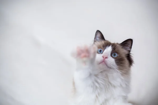 Giovane Sano Bel Gatto Ragdoll Razza Pura Casa — Foto Stock