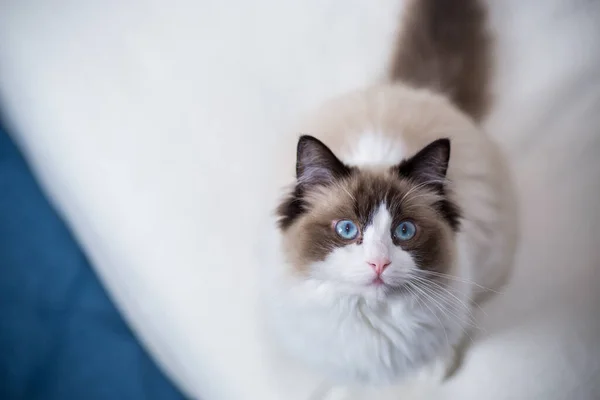 Jovem Saudável Bonito Puro Sangue Ragdoll Gato Casa — Fotografia de Stock