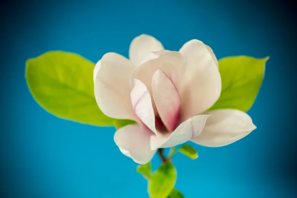 Rosa Blomma Gren Blommande Magnolia Närbild Isolerad Blå Bakgrund — Stockfoto