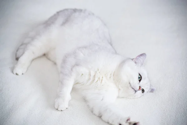 Dospělá Kočka Plemeno Skotská Chinchilla Rovnýma Ušima Spí Doma — Stock fotografie