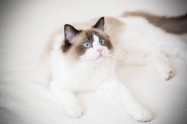 Genç, sağlıklı, güzel, safkan Ragdoll kedisi, evinde.