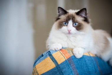 Genç, sağlıklı, güzel, safkan Ragdoll kedisi, evinde.
