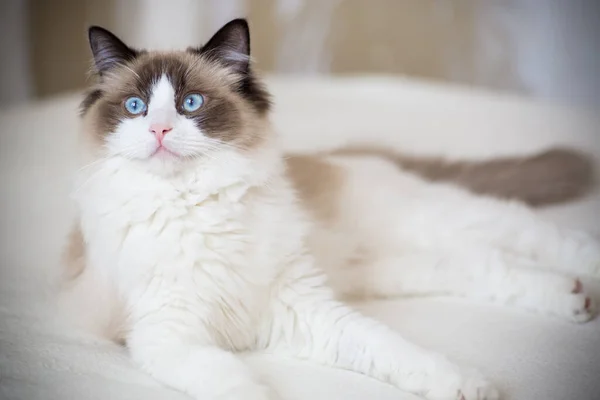 Jovem Saudável Bonito Puro Sangue Ragdoll Gato Casa — Fotografia de Stock