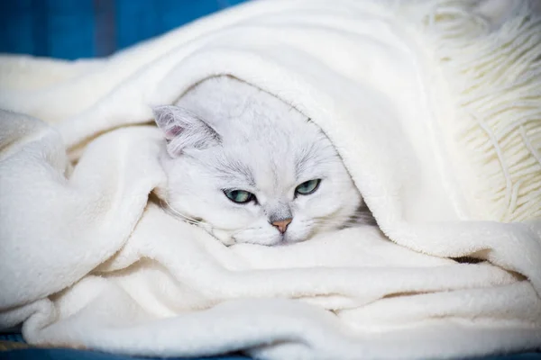 Vuxen Katt Ras Skotsk Chinchilla Med Raka Öron Sover Hemma — Stockfoto