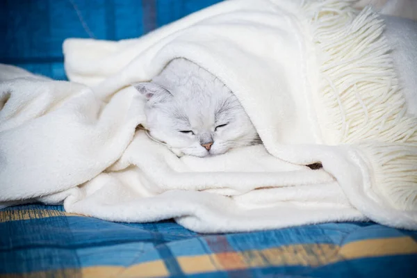 Vuxen Katt Ras Skotsk Chinchilla Med Raka Öron Sover Hemma — Stockfoto