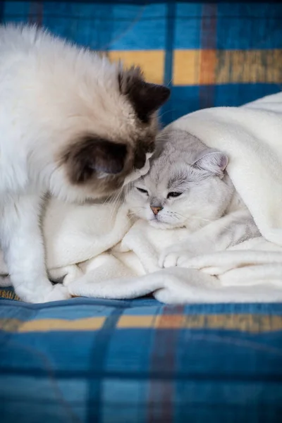 Dois Gatos Pedigree Ragdoll Chinchila Escocesa Prata Cama Casa — Fotografia de Stock