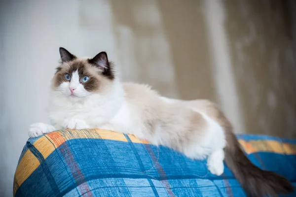 Νέοι Υγιείς Όμορφο Καθαρόαιμο Ragdoll Γάτα Στο Σπίτι — Φωτογραφία Αρχείου