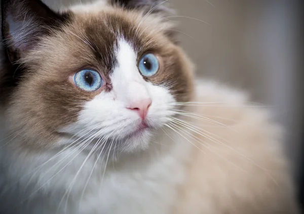 Jovem Saudável Bonito Puro Sangue Ragdoll Gato Casa — Fotografia de Stock