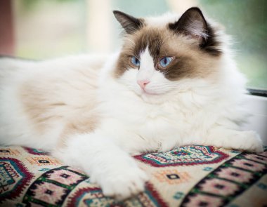 Genç, sağlıklı, güzel, safkan Ragdoll kedisi, evinde.