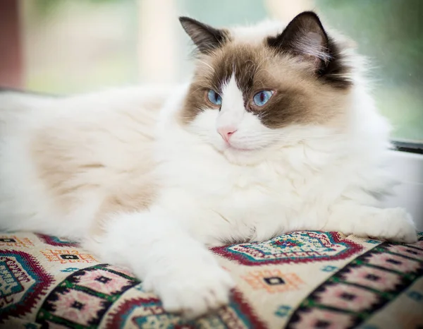 Jovem Saudável Bonito Puro Sangue Ragdoll Gato Casa — Fotografia de Stock