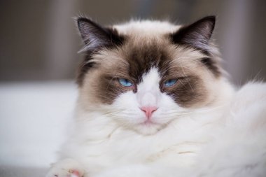 Genç, sağlıklı, güzel, safkan Ragdoll kedisi, evinde.