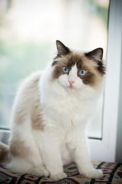 Jovem Saudável Bonito Puro Sangue Ragdoll Gato Casa — Fotografia de Stock