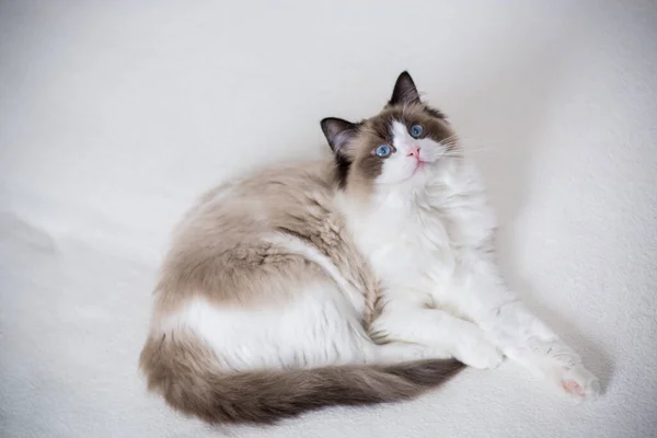 Νέοι Υγιείς Όμορφο Καθαρόαιμο Ragdoll Γάτα Στο Σπίτι — Φωτογραφία Αρχείου