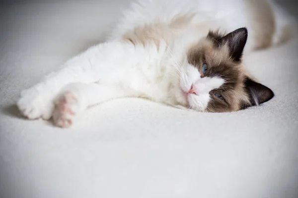 Jovem Saudável Bonito Puro Sangue Ragdoll Gato Casa — Fotografia de Stock